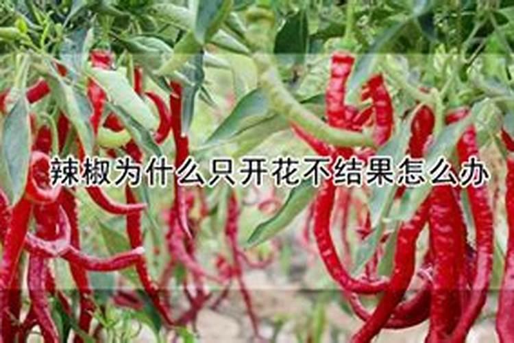 盆我桔子树开花结果期要施肥吗