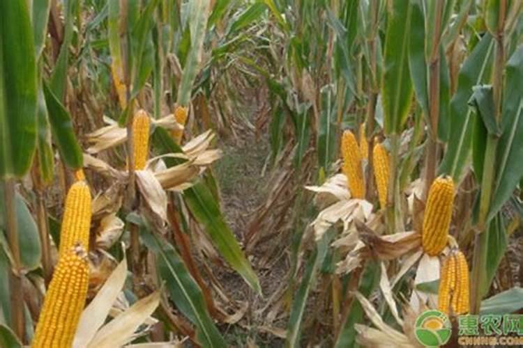 黄腐酸和腐植酸哪个最好