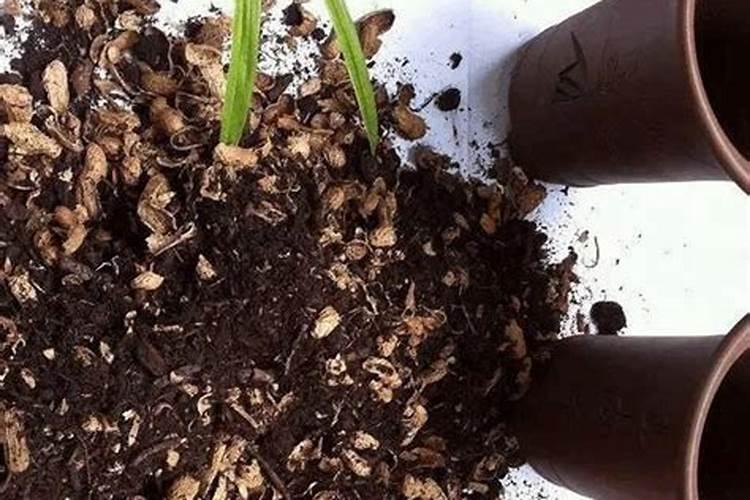 花生米能当花肥用吗