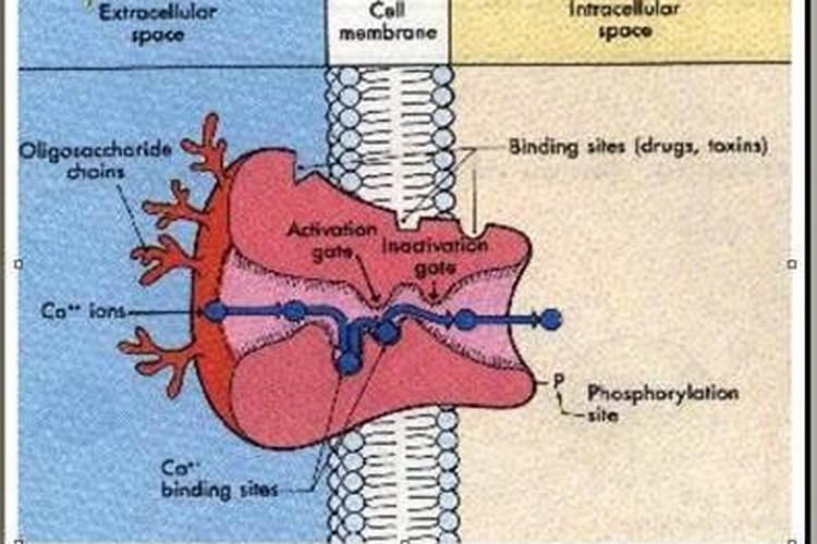 硅肥和钙肥能不能一起用 你知道吗
