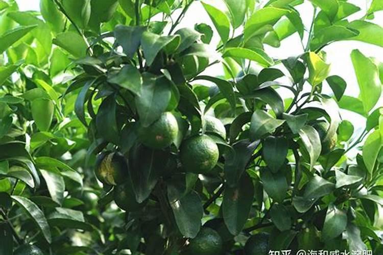 乐东蜜瓜亩成本是多少