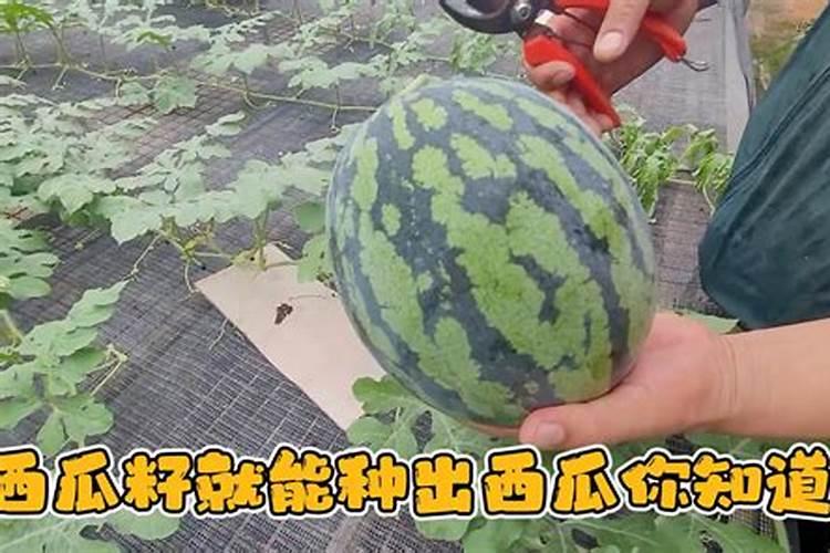 西瓜苗期用什么肥料好