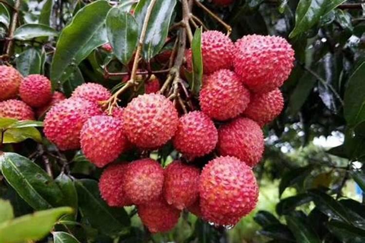 汉中大健康富硒魔芋产业园占地多少