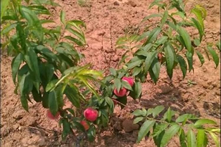 各位老师求北方桃树的施肥与管理