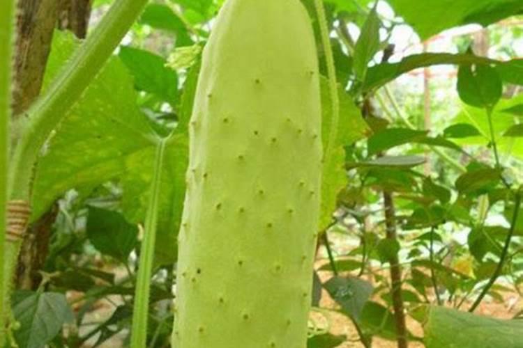 黄瓜尖细,瓜打顶怎么办,用什么肥
