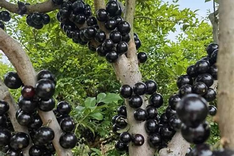 嘉宝果结果的时候可以施肥吗