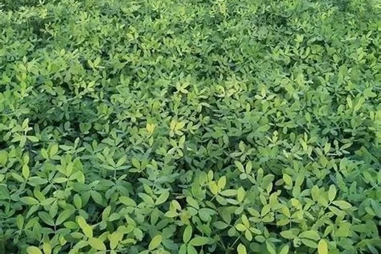 什么是植物钙？