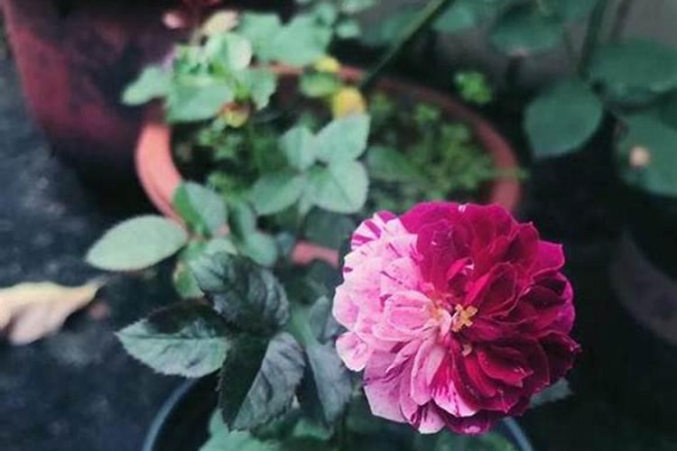 玫瑰花什么时候施肥