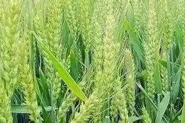 小麦播种晚返青肥上什么肥料？