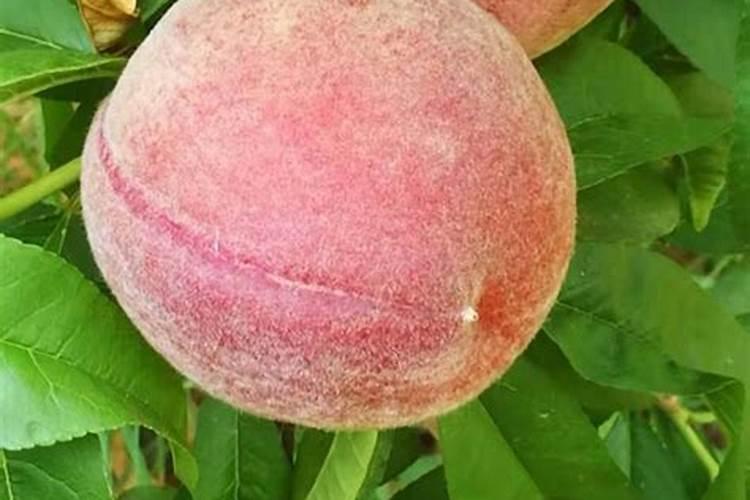 水蜜桃栽培技术介绍