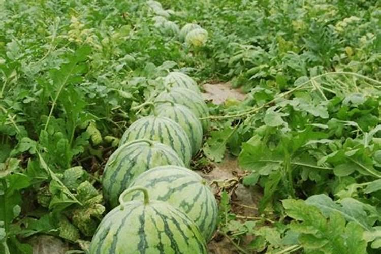 种植油菜为什么要施硼肥 油菜啥时候施硼肥好