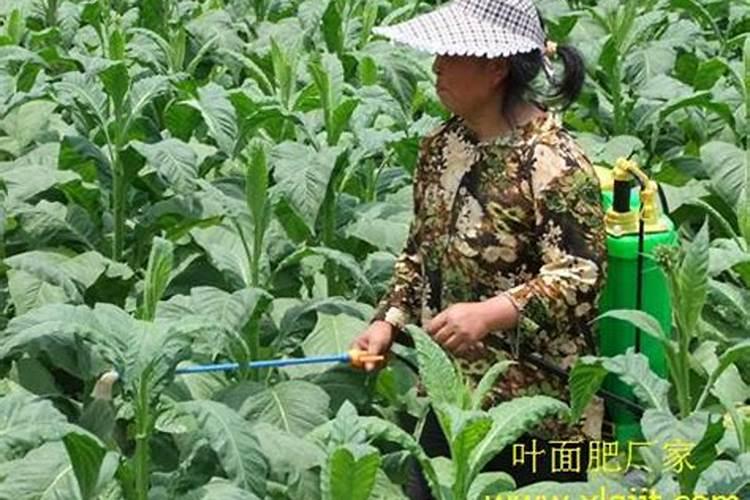 烤烟肥害烧根怎么办