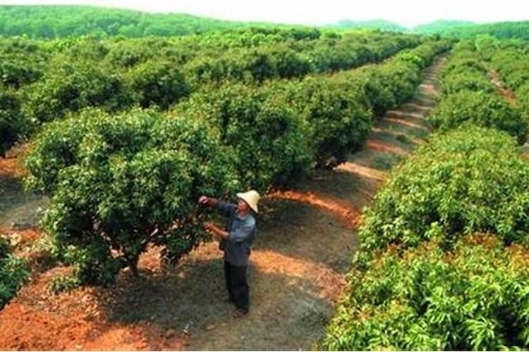 脐橙采果后喷什么叶面肥好