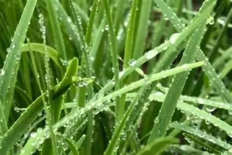 土壤中钙磷元素怎么活化利用