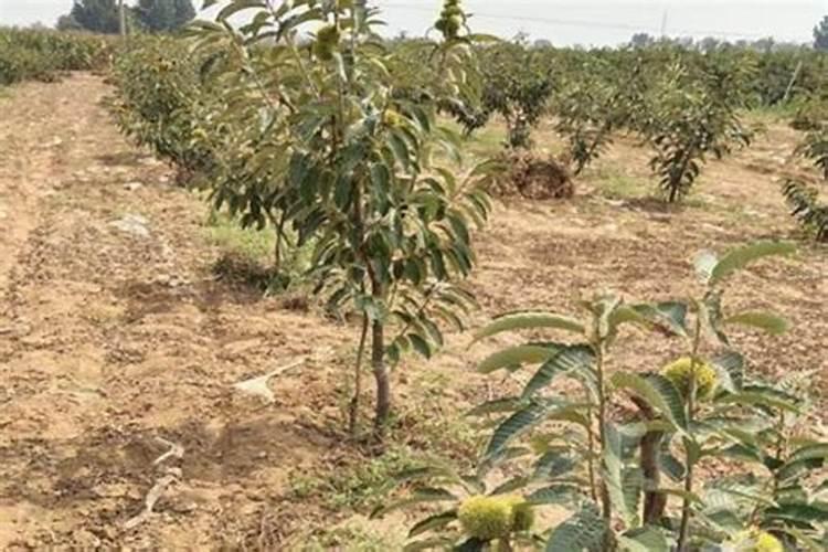 入秋后怎么养君子兰入冬就开花