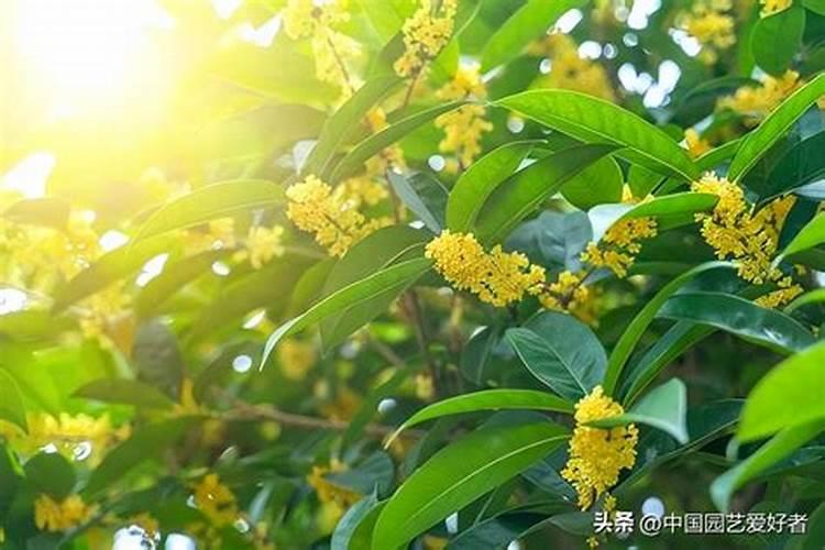 海藻的鉴别方法