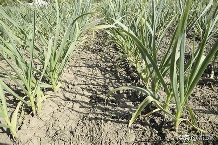大蒜增产小妙招 大蒜增产小技巧