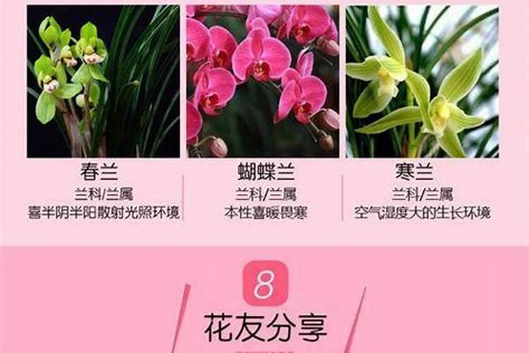 君子兰需要什么肥料好