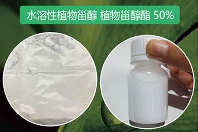 苎麻和臭牡丹是一种植物吗？