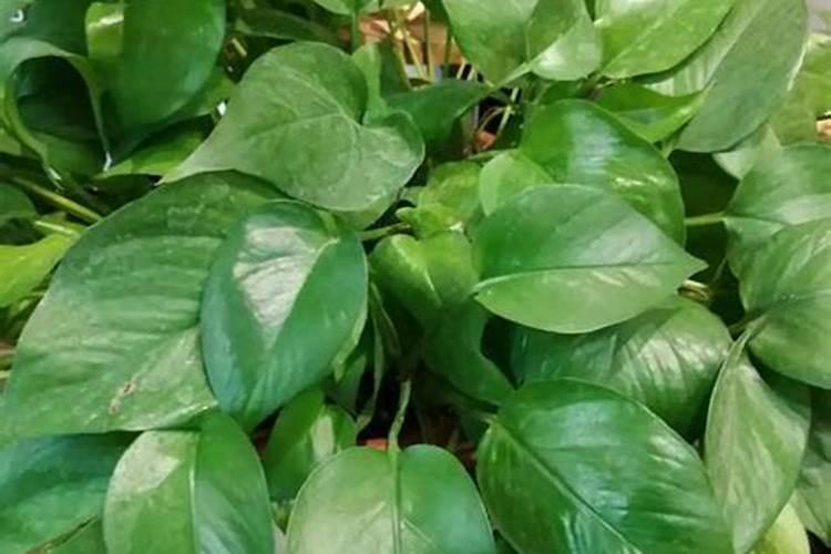 种花生用什么肥料比较好一点