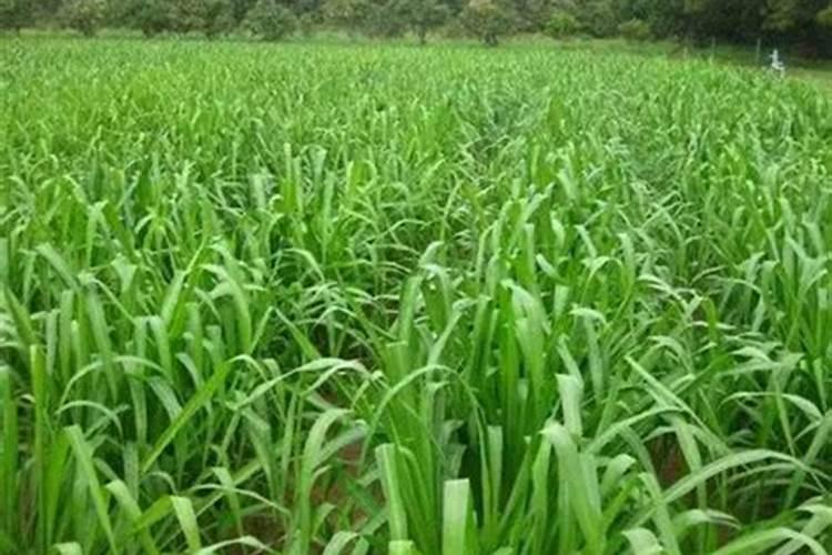 两个0.3是肥料骗局吗