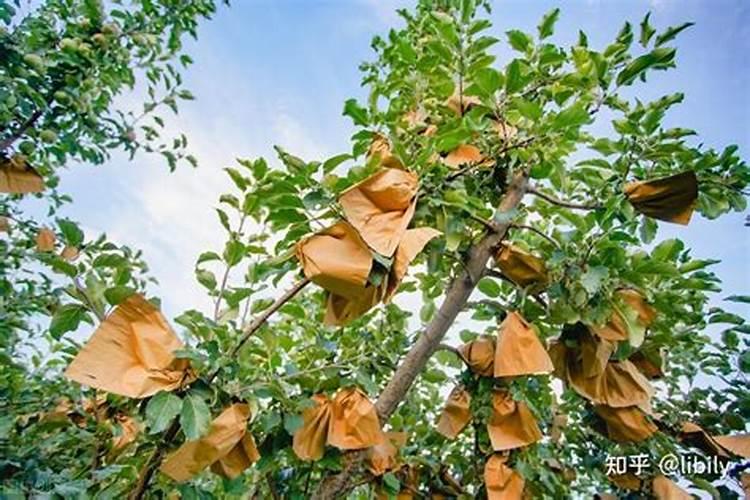 四川种芒果秋天可以吗 四川种芒果秋天是否可以吗