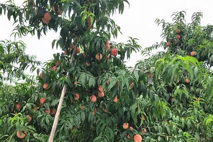 兰花长花苞了可以施磷酸二氢钾吗