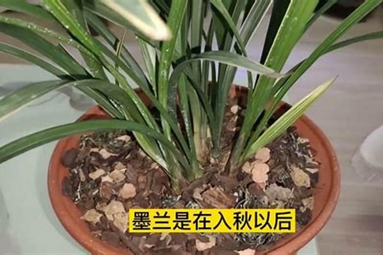 北方如何养建兰