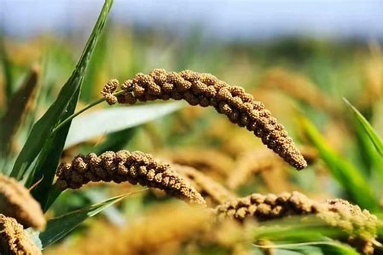 如何选购使用复合(混)肥料