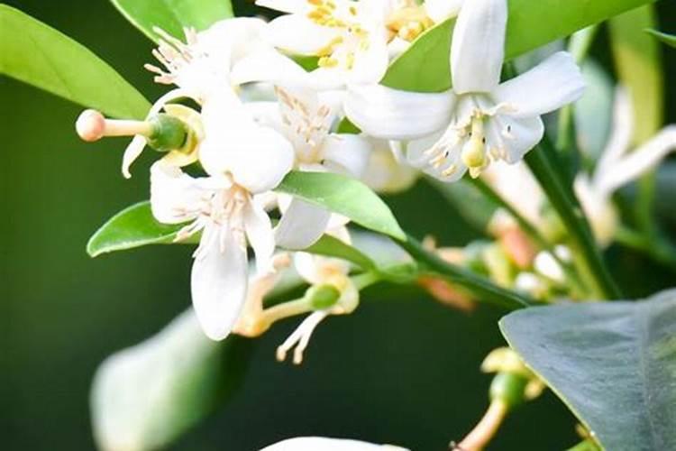 海藻多肽鱼蛋白能和复硝酚钠尿素一起喷叶面肥吗