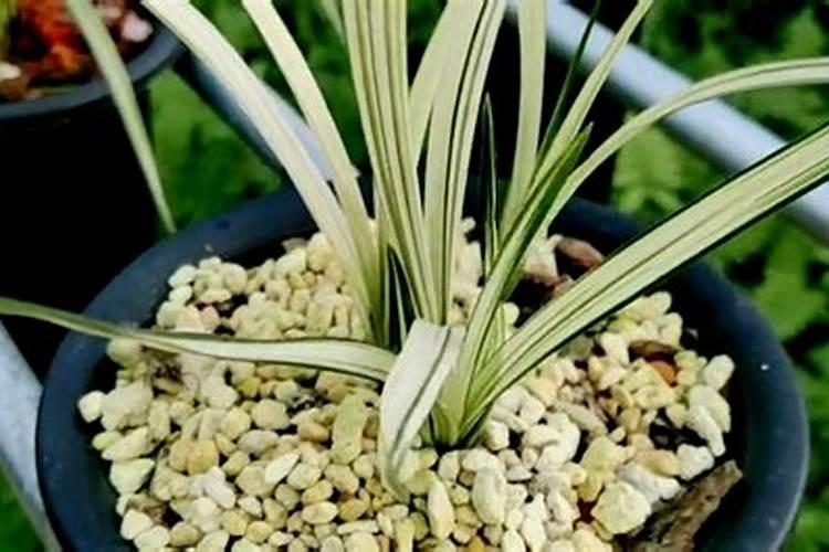 兰花什么季节施肥最好