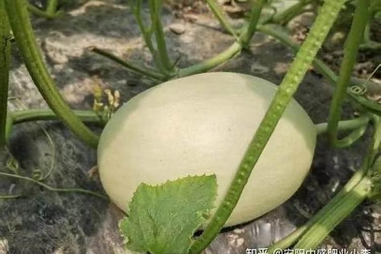 如何配置糖醋液