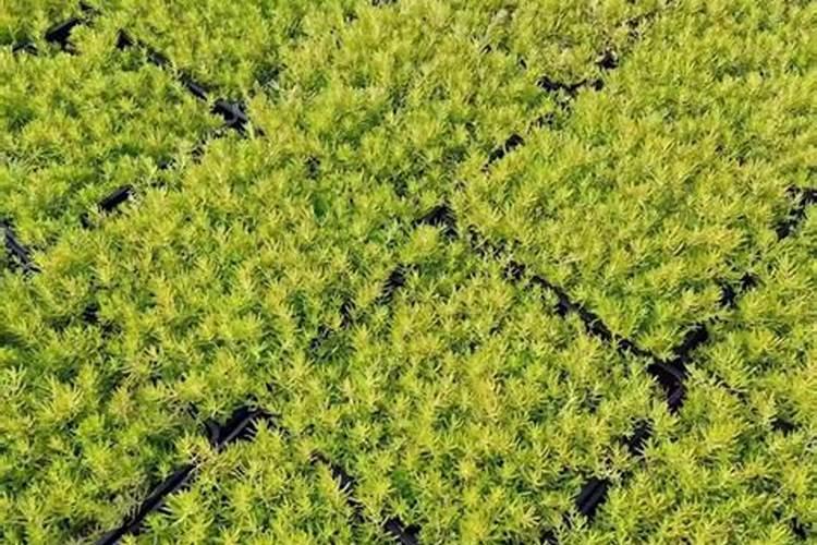 碗莲开花施什么肥