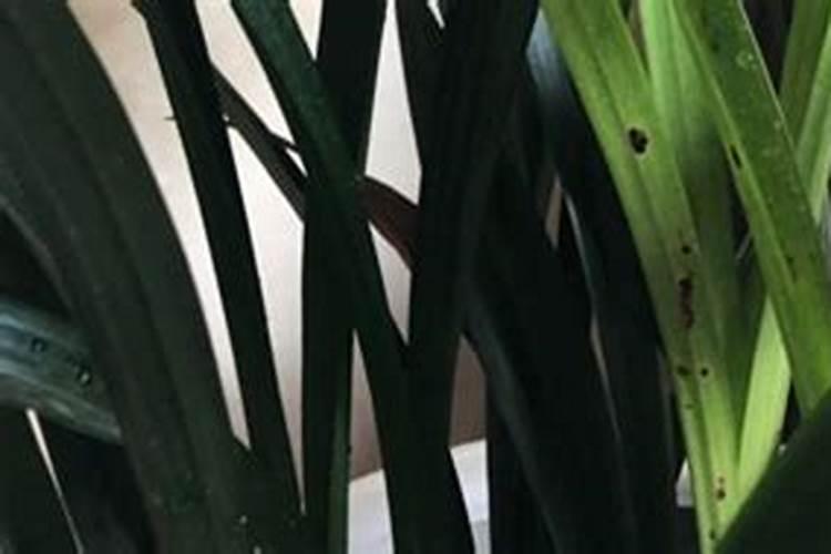 槟榔黄化病施什么肥