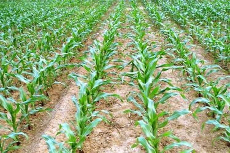 农用氧化钾颗粒的作用