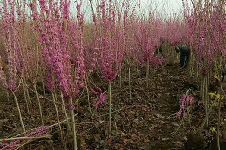 紫荆树施肥时间和方法 紫荆花如何施肥