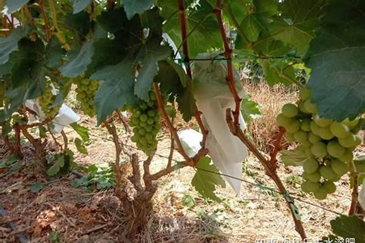 豆粕水肥浇槟榔树要注意什么