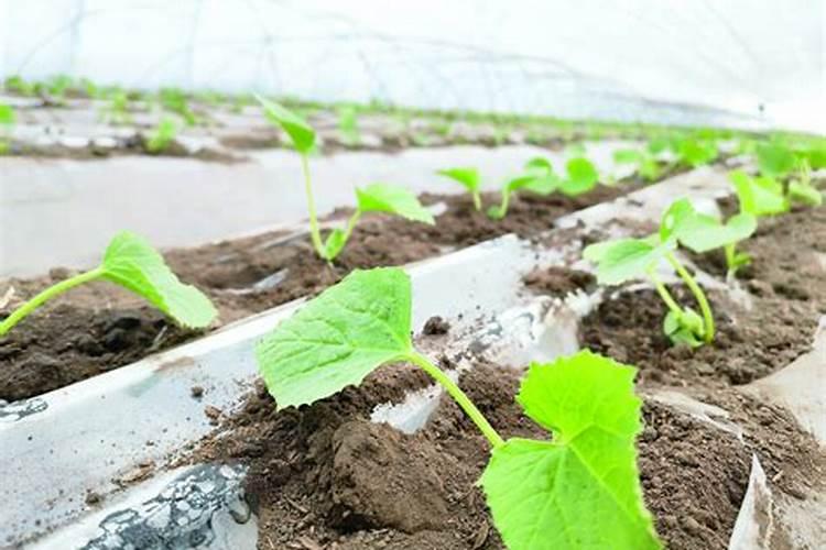 鱼蛋白肥料厂家前十名