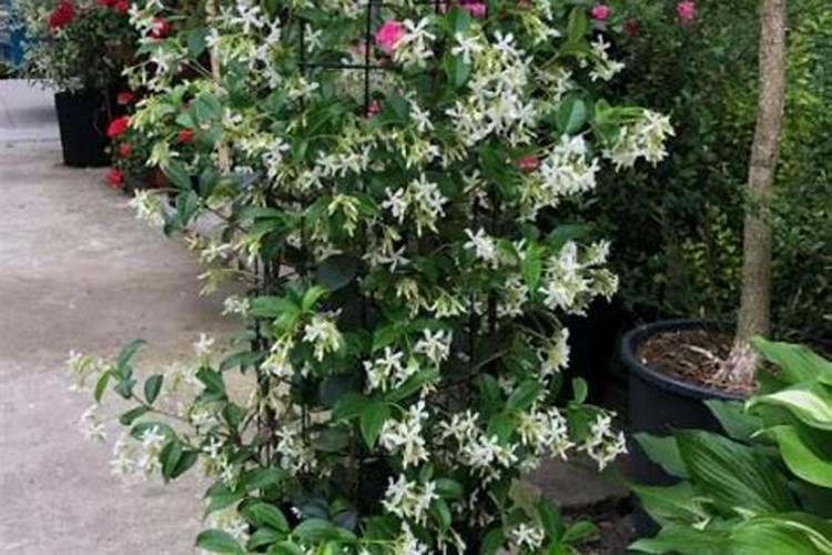 什么是有机肥和无机肥