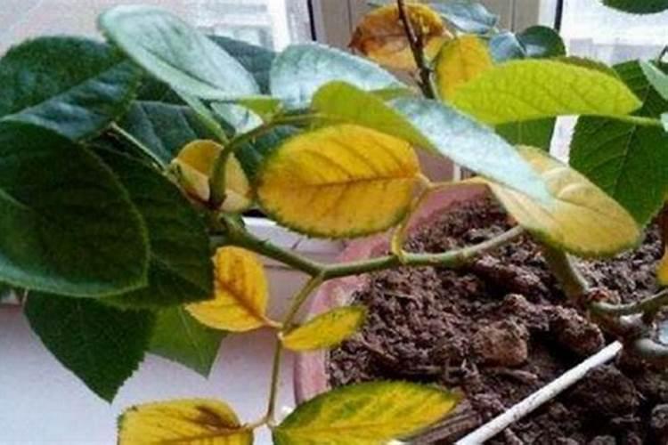 请问水稻直播后多长时间打第一次除草剂,用什么药比较好？