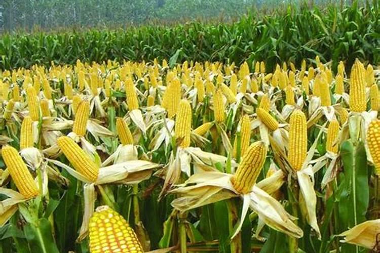 尿素不宜作为追肥的蔬菜都有哪些？说说是什么道理