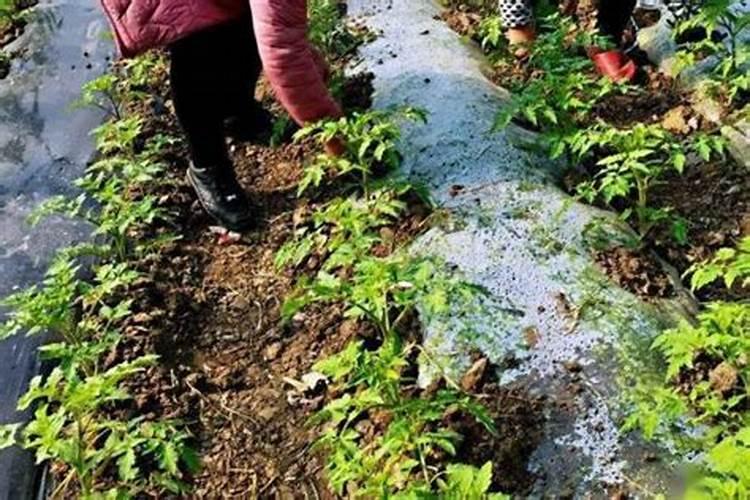 下雨天可以洒发酵羊粪吗