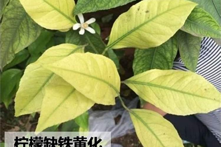 香水柠檬不开花是怎么回事？