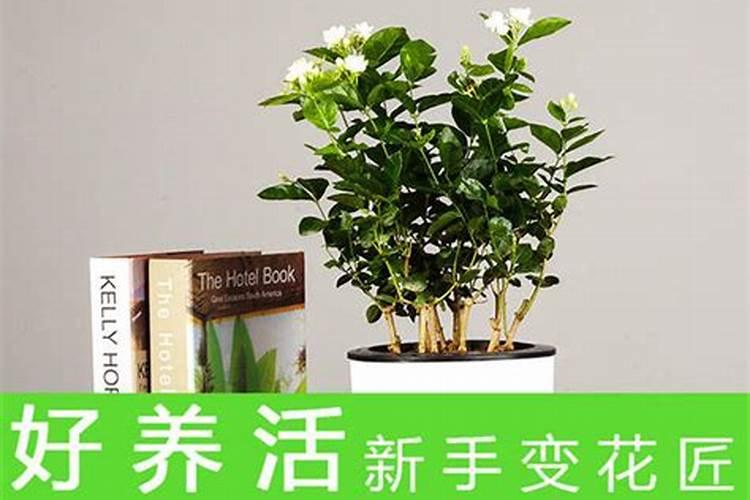 茉莉花应该怎么种植