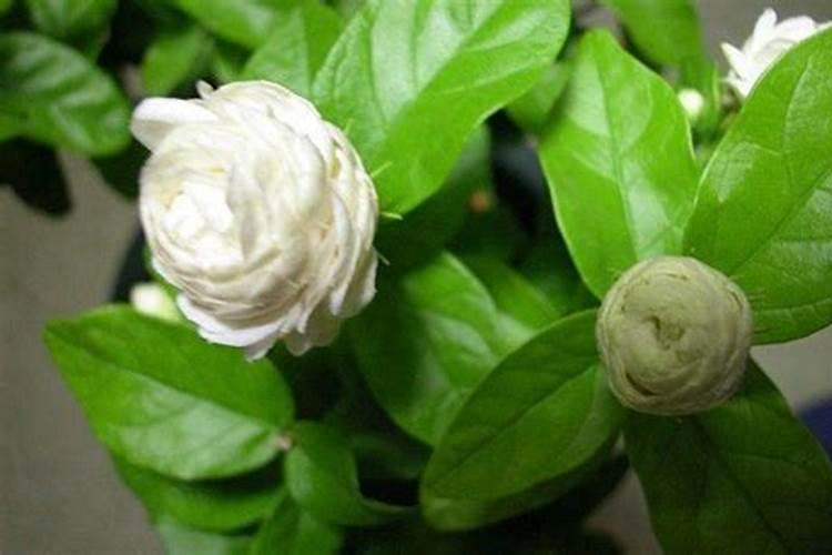 虎头茉莉为什么不开花