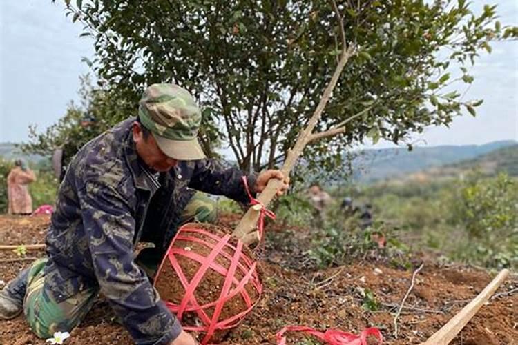 油茶树一年要施几次肥 施什么肥长的快