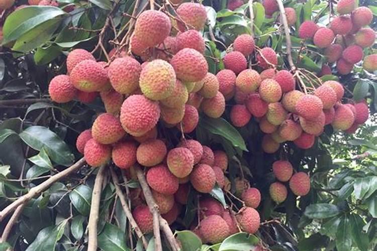 小麦镇压好还是上冻水好