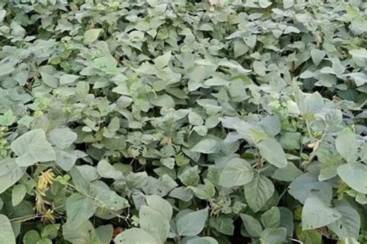 黄豆施什么肥比较好