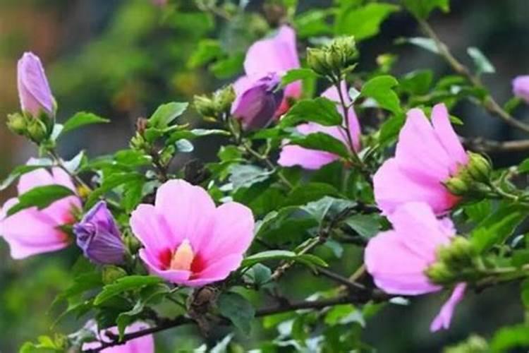 木槿花施什么肥最好