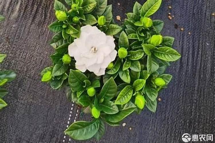 栀子花施什么肥最好